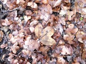 OTOÑO 003 megustaelmedionatural