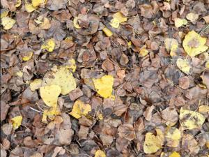 OTOÑO 004 megustaelmedionatural