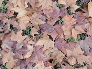 OTOÑO 005 megustaelmedionatural