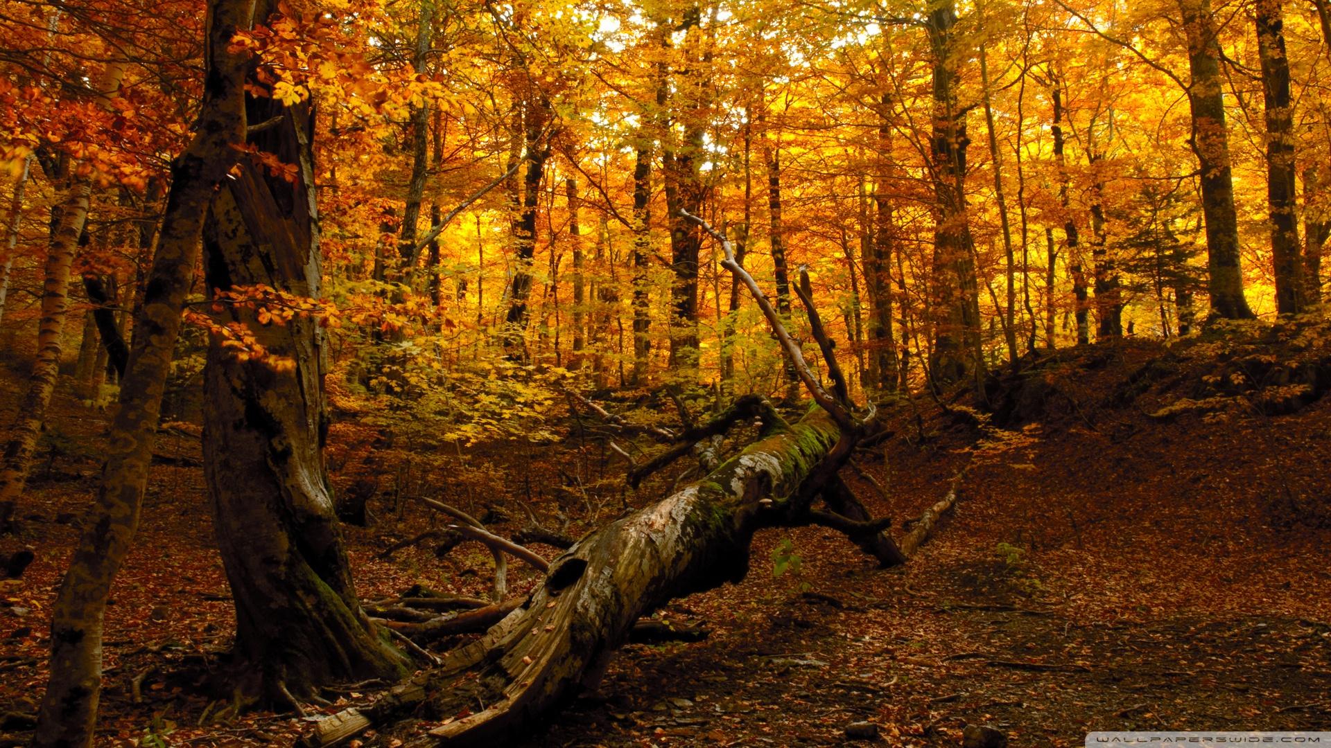 autumn_forest_3-wallpaper-1920x1080