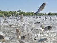 El insospechado peligro de las carpas saltarinas