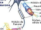 preguntas respuestas sobre funcionamiento cerebro