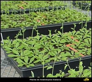 ¿Árboles luminosos en lugar de farolas? Biotecnología