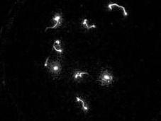 ¿Árboles luminosos lugar farolas?