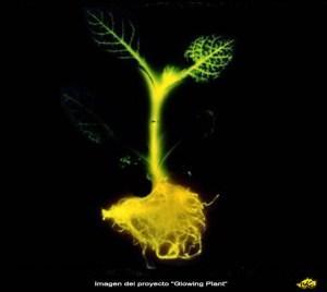 ¿Árboles luminosos en lugar de farolas? Planta luminosa
