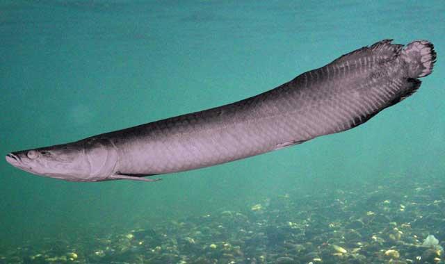 Arapaima leptosoma