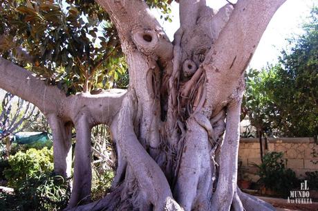 Árbol del jardín botánico de Floriana