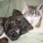 Mitos de la esterilización y la castración