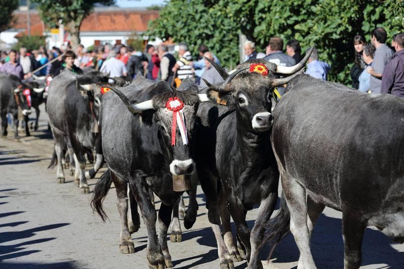 XXXV Olimpiada del Tudanco en Cabezón de la Sal