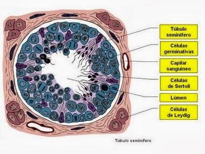 Testosterona y espermatogénesis