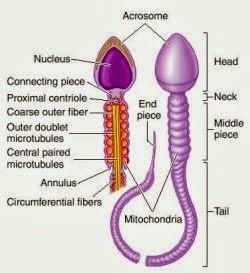 Partes de un espermatozoide