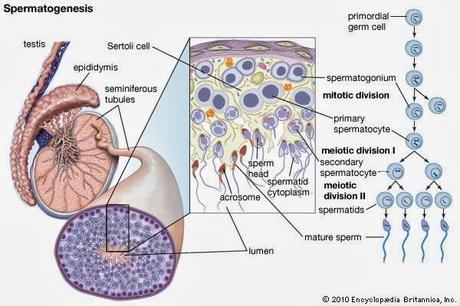 Espermátides y especialización al espermatozoide