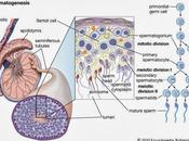 Espermátides especialización espermatozoide