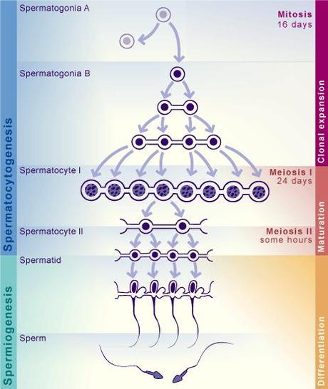 Espermátides y especialización al espermatozoide