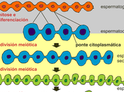 Espermatogónios espermatocitos primarios