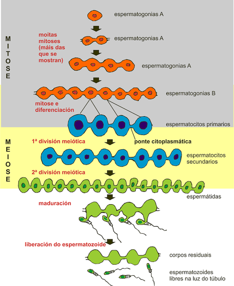 Espermatogónios y espermatocitos primarios