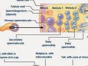 Objetivo fases espermatogénesis