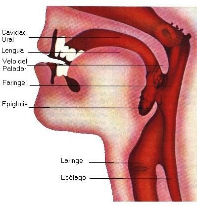 faringe