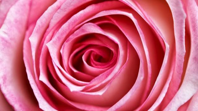 Roses, una fragancia delicada para la mujer Chloé