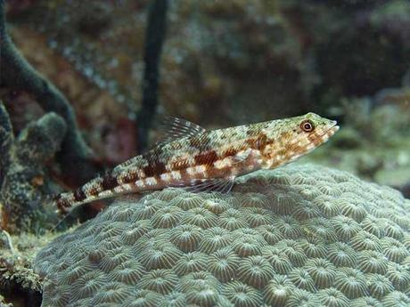 pez lagarto de arrecife (Synodus variegatus)