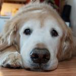 3 medicamentos que no se deben dar a los perros