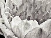 Blog hop! macro día: flor loto
