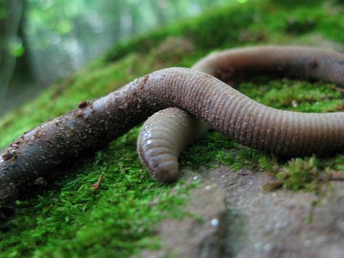 2954535974 a6a9fb211d El humus y la fertilidad de tu huerto urbano