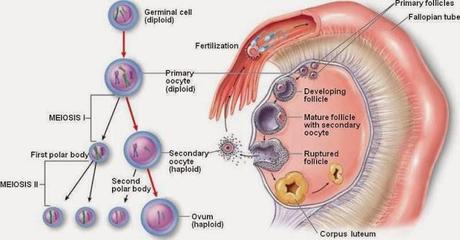 Meiosis del ovocito primario y parálisis