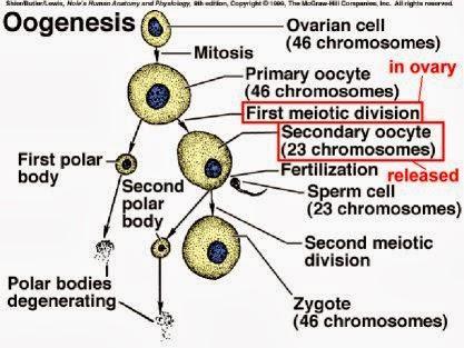 Oogonios, la parálisis en meiosis I profase y atresia