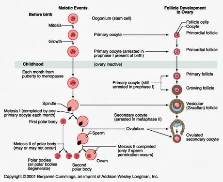 Oogonios, la parálisis en meiosis I profase y atresia