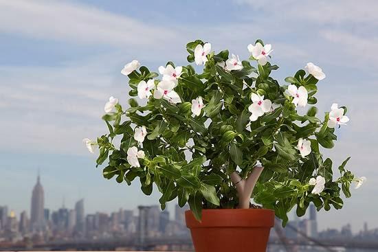 sensor-parrot-para-cuidar-tus-plantas