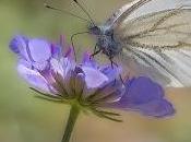 Pieris rapae (Linnaeus, 1758) Blanquita