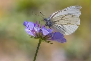 Pieris rapae (Linnaeus, 1758) Blanquita de la col