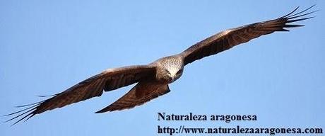 El Milano negro Milvus migrans en Aragón. (Black kite, Milan noir)