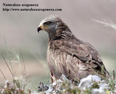 El Milano negro Milvus migrans en Aragón. (Black kite, Milan noir)