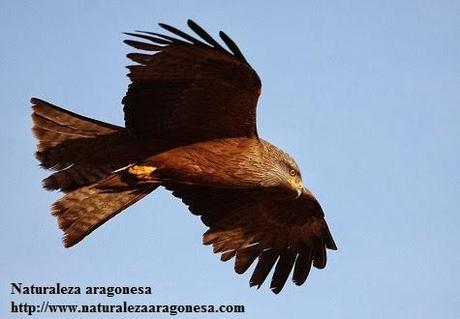 El Milano negro Milvus migrans en Aragón. (Black kite, Milan noir)