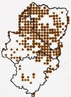 El Milano negro Milvus migrans en Aragón. (Black kite, Milan noir)