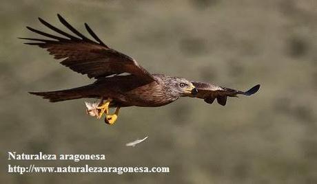 El Milano negro Milvus migrans en Aragón. (Black kite, Milan noir)