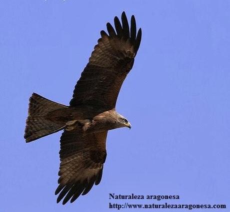 El Milano negro Milvus migrans en Aragón. (Black kite, Milan noir)