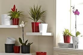 Decorar tu casa con plantas
