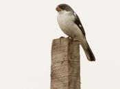 Corbatita blanco (White-bellied seedeater) Sporophila leucoptera