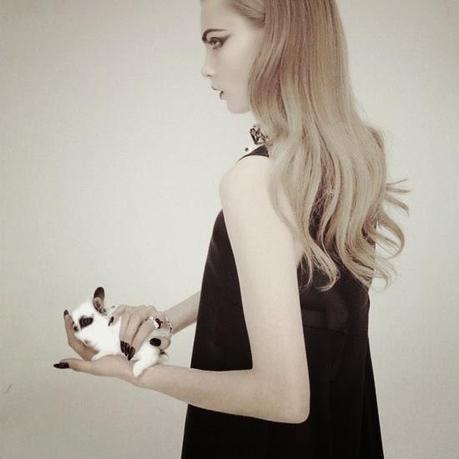 Testar en Animales: ¿Sí o No?