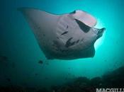 Cine IMAX sorprende vida marina Pacífico