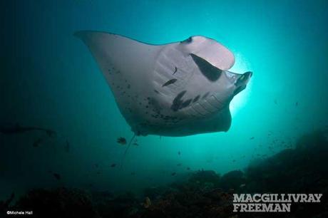 manta raya, IMAX Viaje al Pacífico Sur