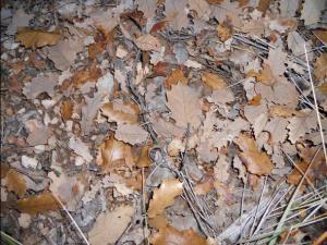 OTOÑO 009 megustaelmedionatural