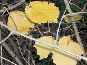 OTOÑO 007 megustaelmedionatural