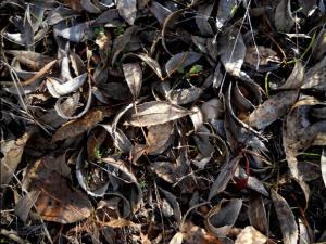 OTOÑO 008 megustaelmedionatural