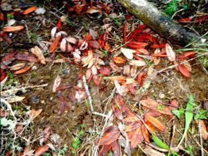 OTOÑO 010 megustaelmedionatural