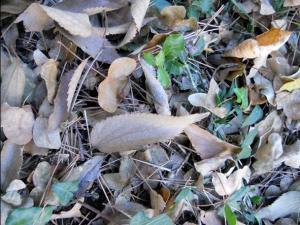 OTOÑO 006 megustaelmedionatural