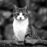 9 mitos sobre los gatos